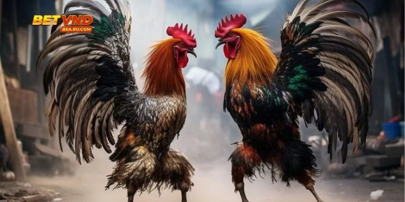 Các dạng kèo Tài Xỉu Đá Gà phổ biến.