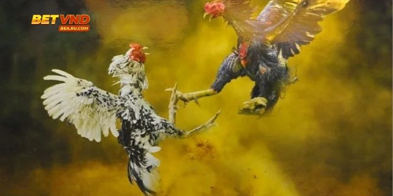 Code Cược Đá Gà - Đưa Người Chơi Vào Đỉnh Cuộc Vui Sôi Động