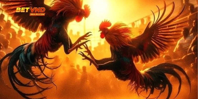 Đặc điểm riêng tạo nên sức hút của Cược Đá Gà Tỷ Lệ