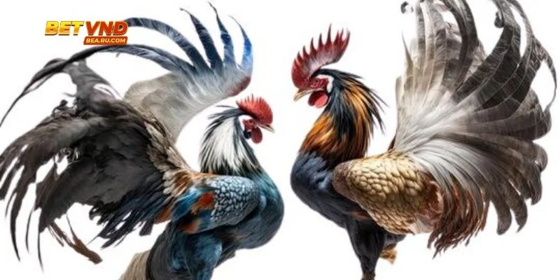 Gà chọi đang trong tư thế chiến đấu