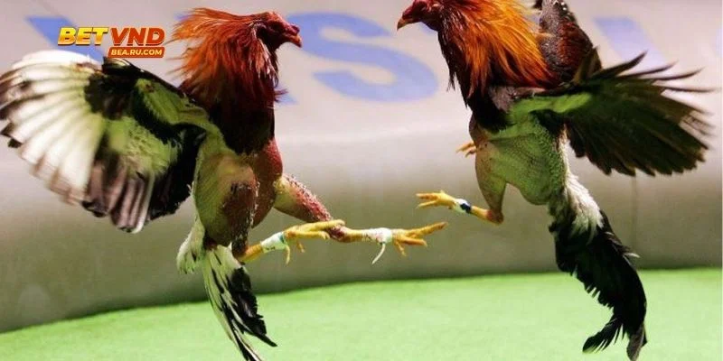 Hình ảnh và âm thanh truyền tải sắc nét