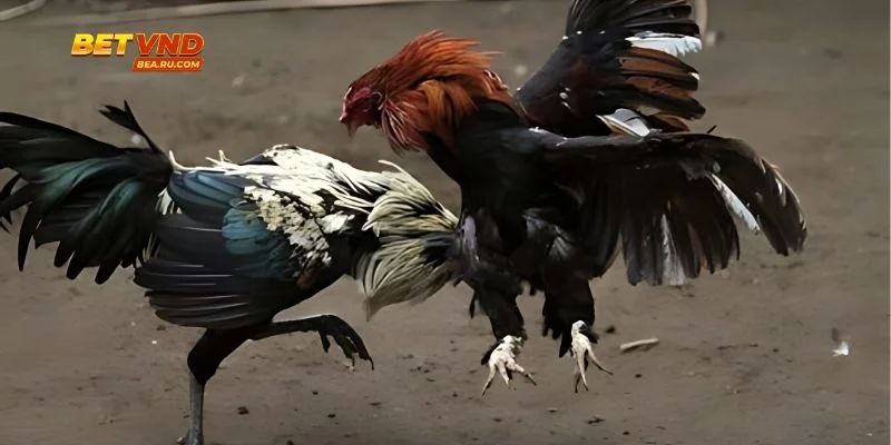 Màu Mạng Gà Đá - Khẳng Định Đỉnh Cao Đẳng Cấp Người Chơi