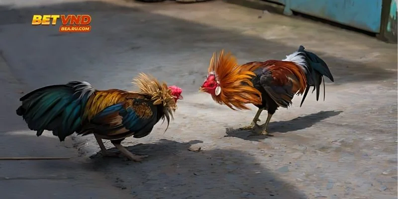 Ngũ hành liên kết bằng vòng tròn màu