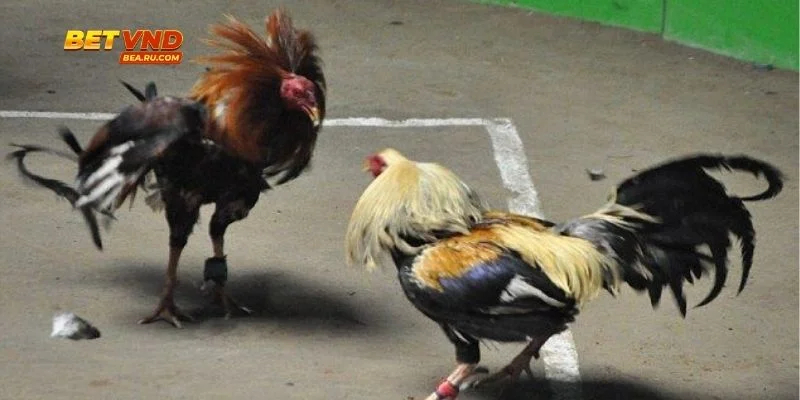 Cược Đá Gà Live - Đỉnh Cao Kịch Tính Cho Người Đam Mê