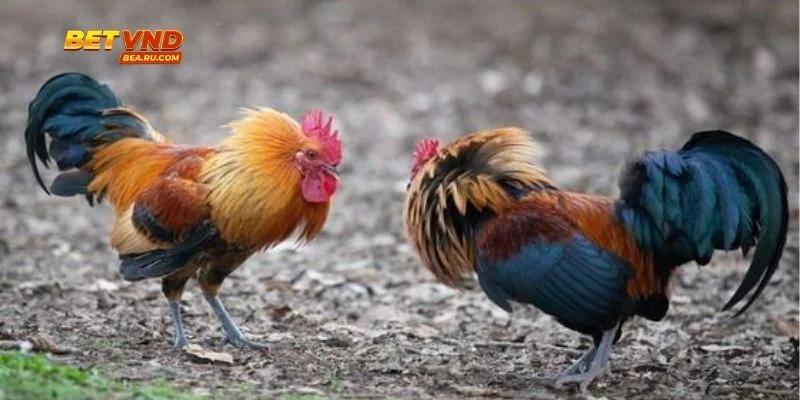 Thống Kê Đá Gà Thắng - Mở Ra Sân Chơi Đầy Kịch Tính