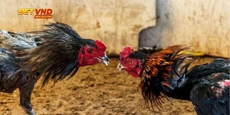 Quy tắc cần được áp dụng đúng chuẩn.