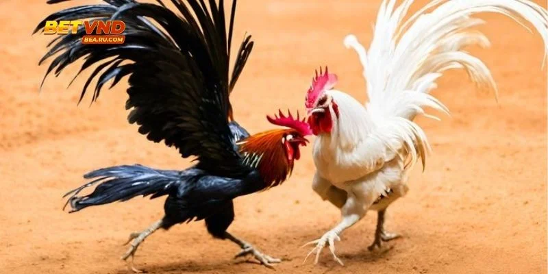 Tài Xỉu Đá Gà - Bùng Nổ Cảm Xúc Trong Từng Khoảnh Khắc