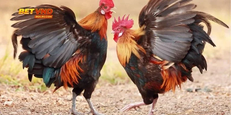 Thống Kê Đá Gà Thắng nêu bật kết quả và số liệu