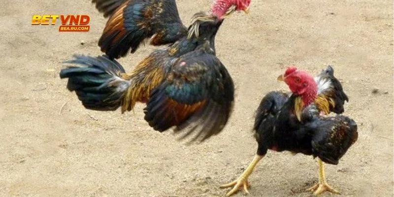 Truyền phát trực tiếp trận Cược Đá Gà Live