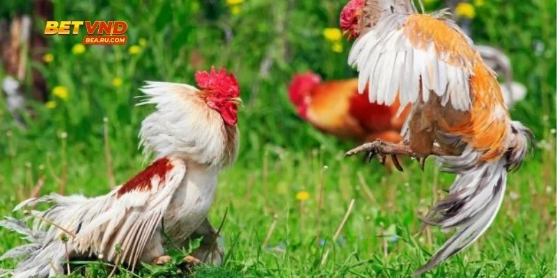Tỷ lệ cược gà thể hiện rõ ràng